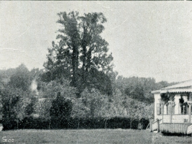 Дуб Карла ХІІ у Малих Будищах. 1900 рік