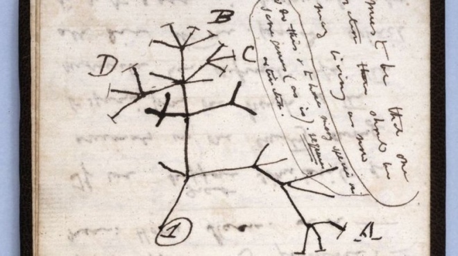 Сторінка із записника Дарвіна